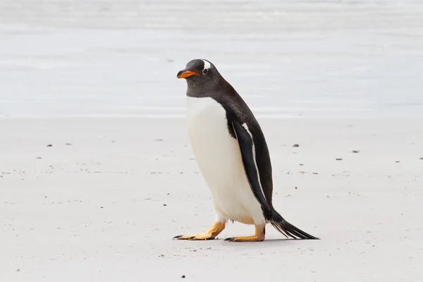 Pinguim-cavalheiro, Ilhas Malvinas — Fotografia de Stock