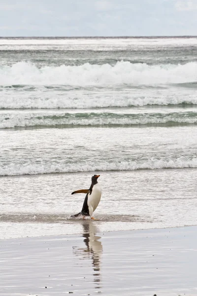 Gentoo penguins waddle out of the sea — Stock Photo, Image