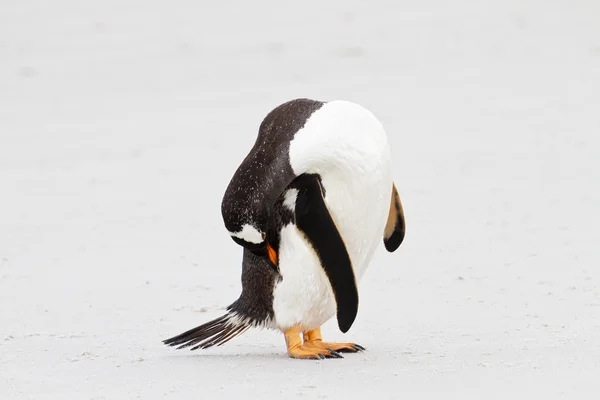 Gentoo пінгвін, Фолклендські острови — стокове фото