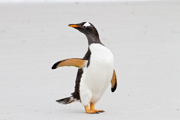 Gentoo penguin, Falkland Islands
