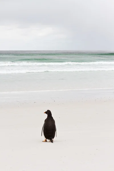 Gentoo penguin, Фолклендские острова — стоковое фото