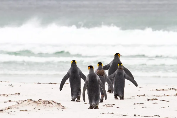 Pingüinos rey —  Fotos de Stock