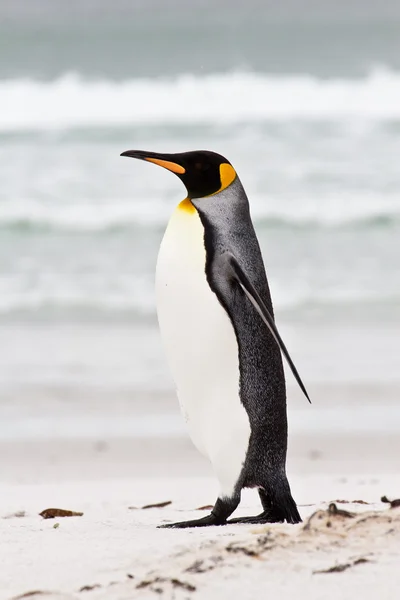 Král tučňák, Falklandské ostrovy — Stock fotografie