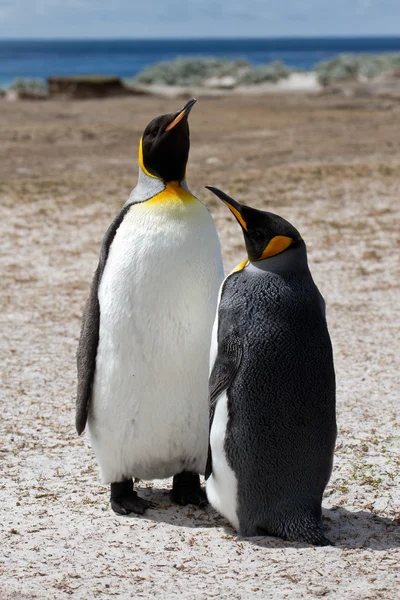 Король пингвин, Фолклендские острова — стоковое фото