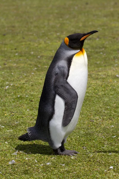 Pinguino reale, Isole Falkland — Foto Stock