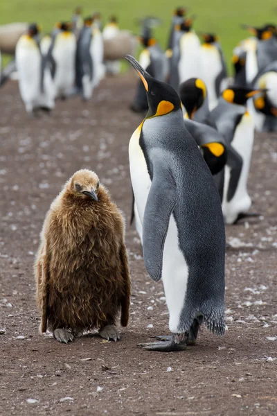 King penguin mother and her chick — Stock Photo, Image