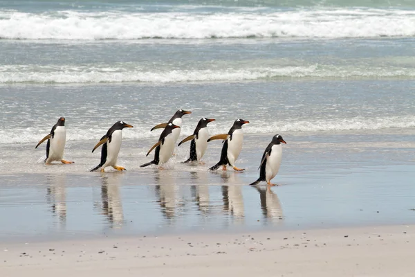 Gentoo penguins waddle out of the sea — Stock Photo, Image