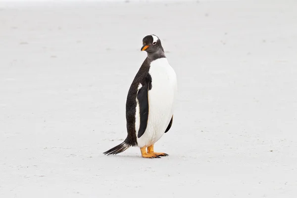 Gentoo penguin, Falkland Islands — Stock Photo, Image