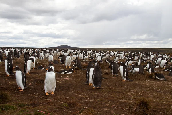 Колония пингвинов Gentoo, острова Фолкленда — стоковое фото
