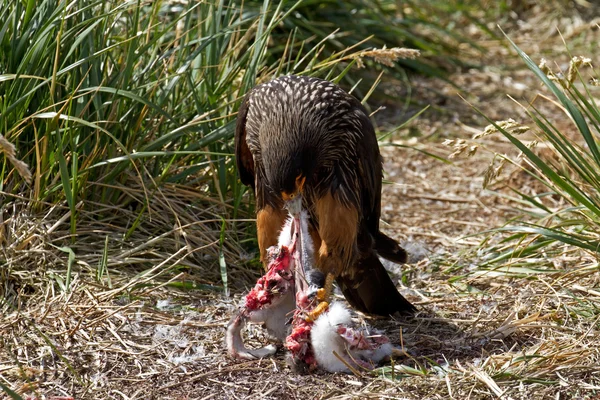 Skua está cazando a un pingüino. —  Fotos de Stock