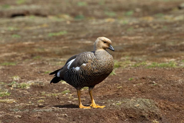 Upland Goose Feminino — Fotografia de Stock