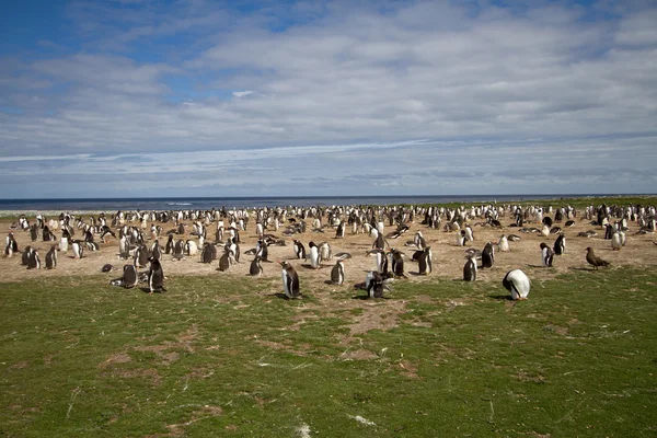 Gentoo-Pinguinkolonie — Stockfoto