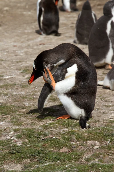 巴布亚企鹅视图 — 图库照片