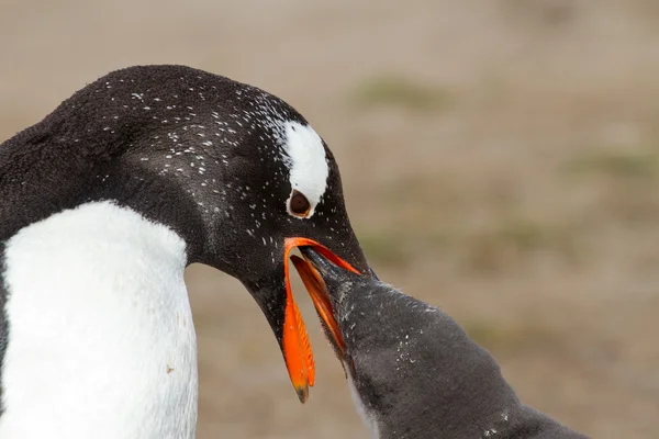 Gentoo pingüino madre está alimentando a su polluelo — Foto de Stock