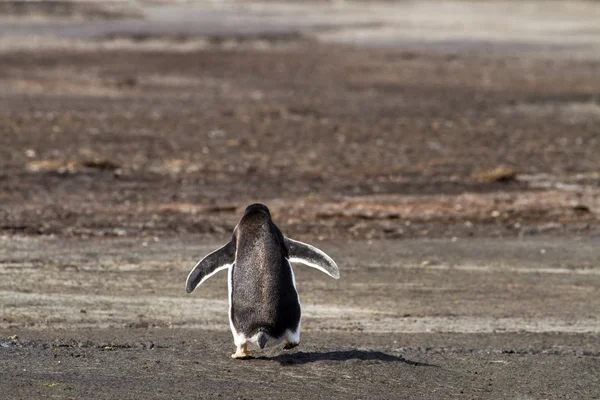 孤独的巴布亚企鹅 — 图库照片