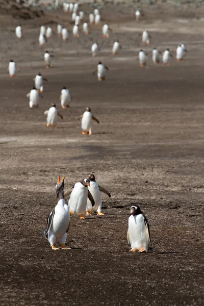 Gentoo pingüinos que llegan a casa de la pesca — Foto de Stock