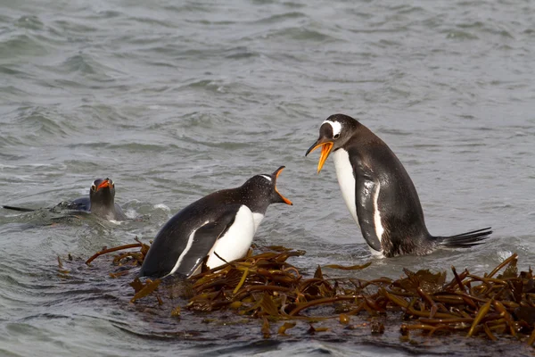 Πιγκουίνους gentoo καταπολέμηση — Φωτογραφία Αρχείου