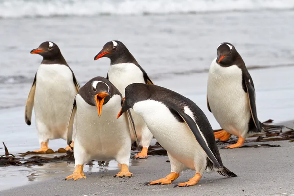 Gentoo Pinguins lutando — Fotografia de Stock