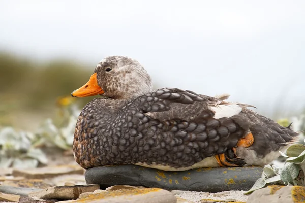 Vapeur Canard gros plan — Photo