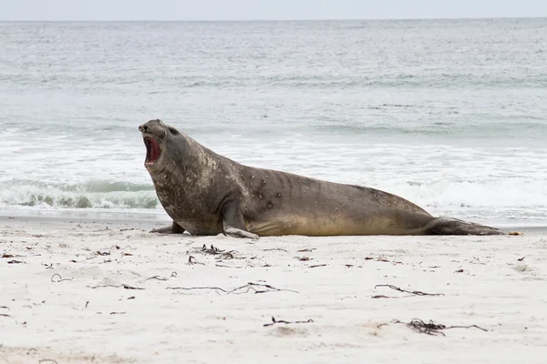 La foca elefante del sud piange in giro — Foto Stock