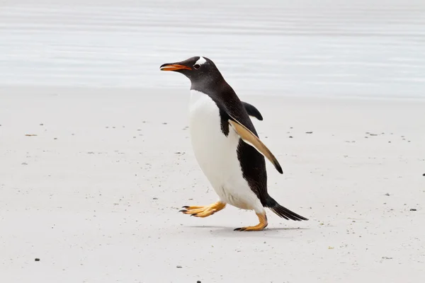 Pingüino Gentoo, Islas Malvinas — Foto de Stock