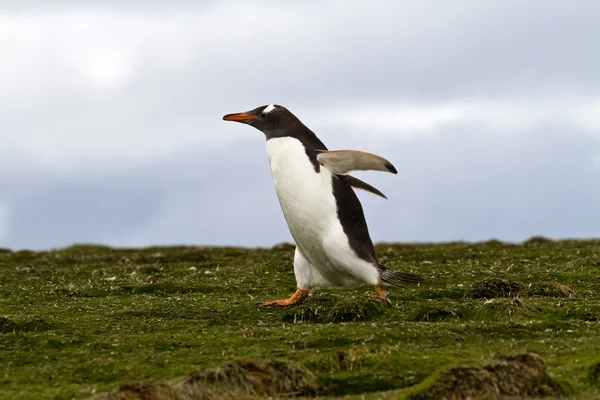 Gentoo penguin view — Stock Photo, Image