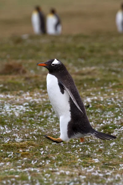 Gentoo tučňák zobrazení — Stock fotografie