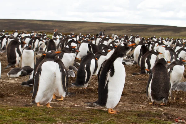 Gentoo kolonii pingwinów, Funt Wysp Falklandzkich — Zdjęcie stockowe