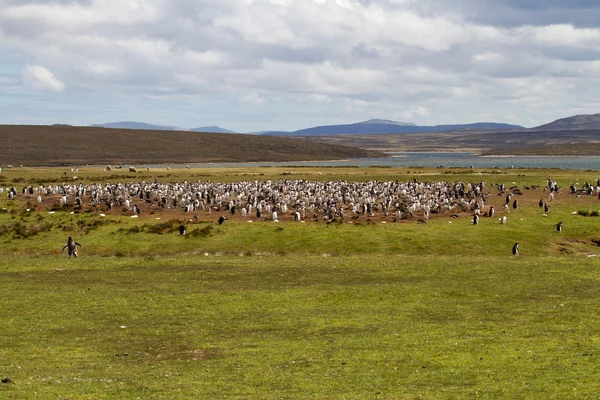 Colonie de manchots de Gentoo, îles Falkland — Photo