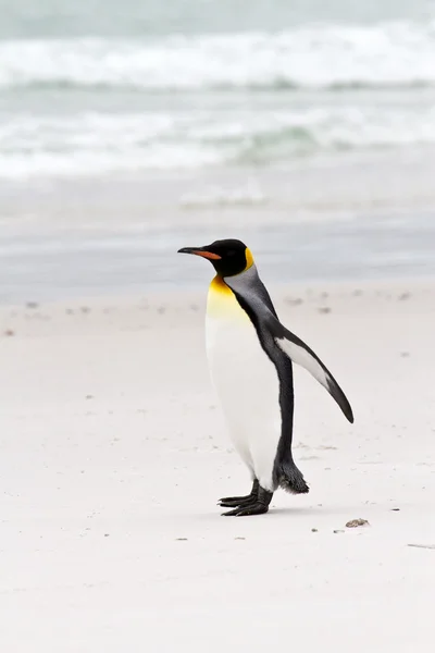 Rei pinguim vista — Fotografia de Stock