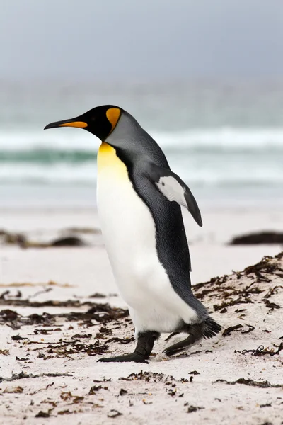 Re Pinguino a piedi sulla spiaggia — Foto Stock