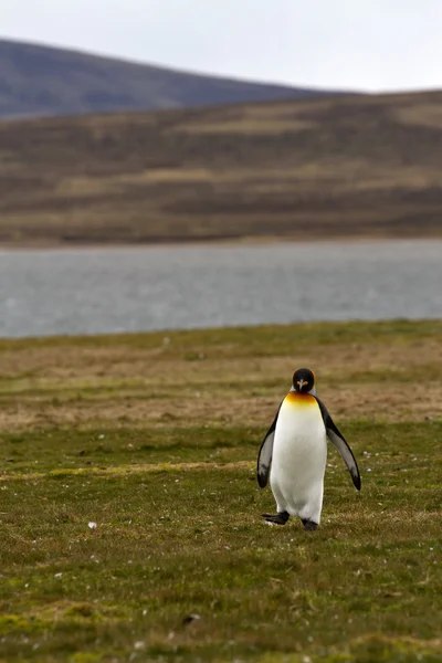 Rei pinguim vista — Fotografia de Stock