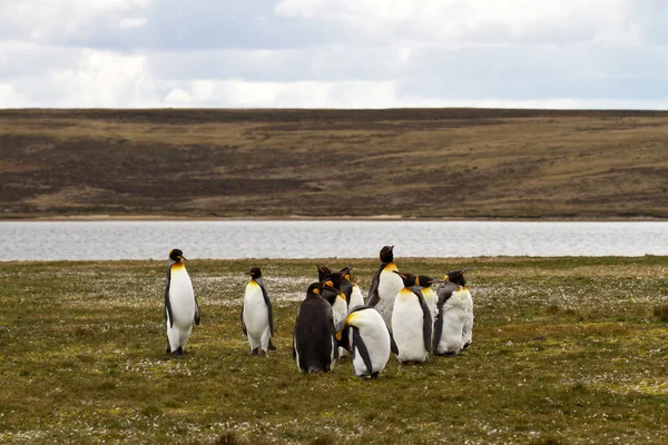 Koning pinguïns bekijken — Stockfoto