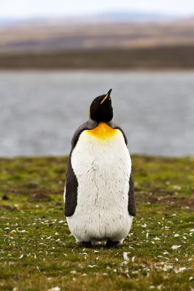 Mladý král Penguin zobrazení — Stock fotografie
