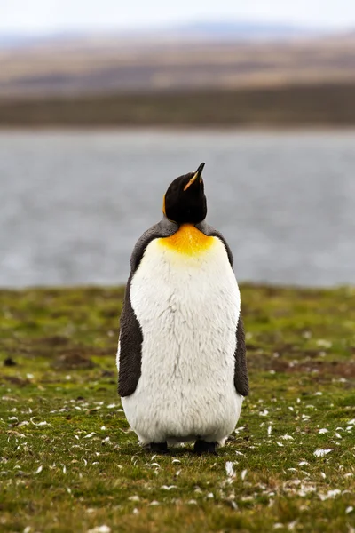 Junge Königspinguine im Blick — Stockfoto