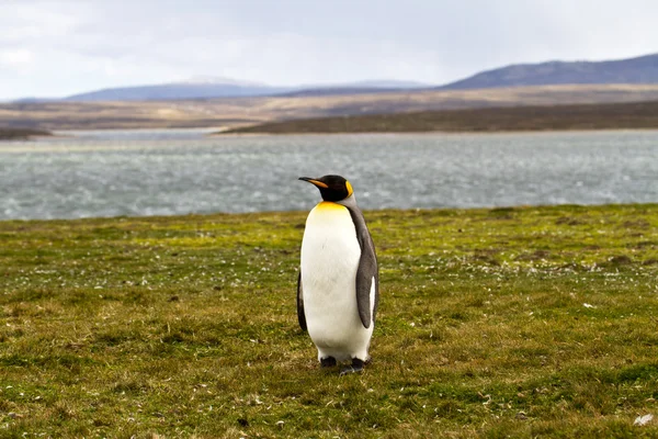 Rei solitário Pinguim vista — Fotografia de Stock