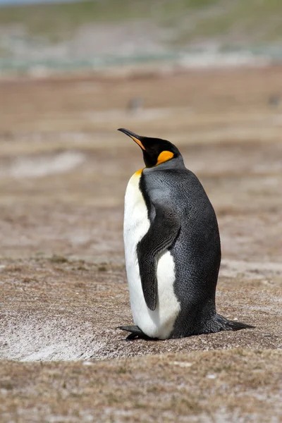 Rei pinguim vista — Fotografia de Stock