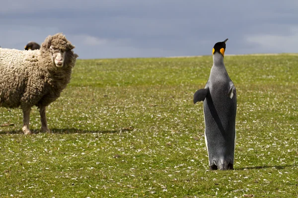 Rei Pinguim e curios ovelhas — Fotografia de Stock