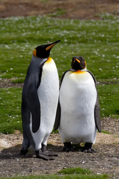 2 つのキング ペンギンを見る — ストック写真