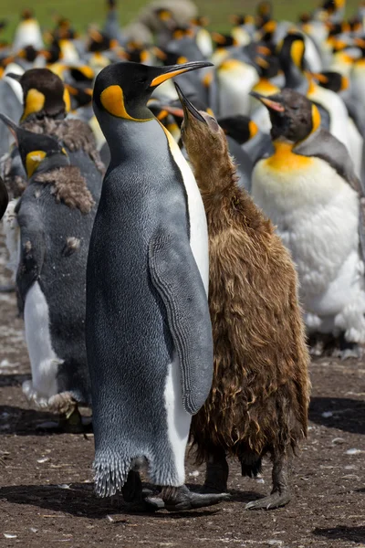 Colonia de pingüinos rey —  Fotos de Stock