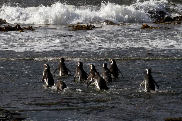 Pinguins de Magalhães nadando no mar Ártico — Fotografia de Stock