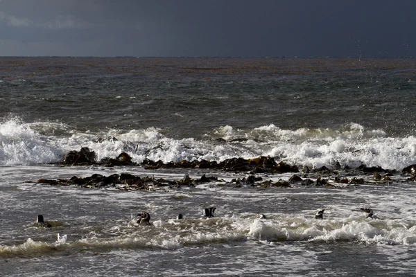 Магеллановы пингвины плавают в арктическом море — стоковое фото