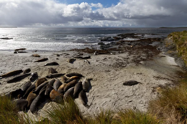 Linia brzegowa Wysp Falklandzkich — Zdjęcie stockowe