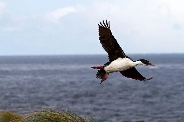 King cormorant view — Stock Photo, Image