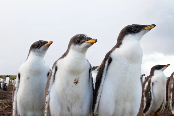 Curios Gentoo Penguin — стоковое фото