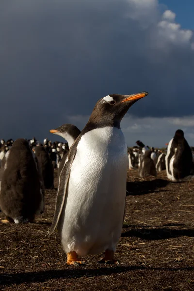 Gentoo Pinguin im Abendlicht — Stockfoto