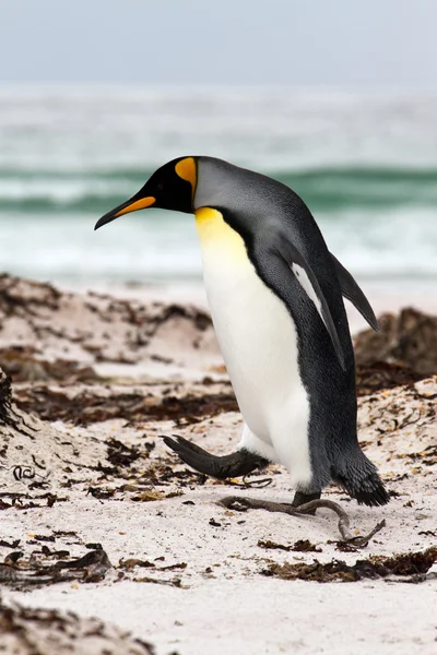 Rei Pinguim andando na praia — Fotografia de Stock