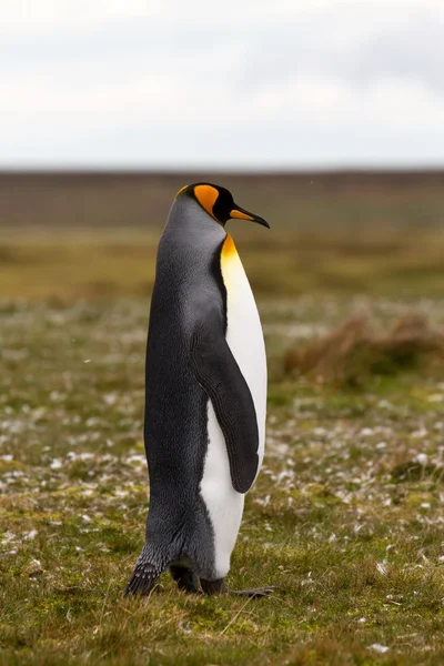 King Penguin view — Stock Photo, Image