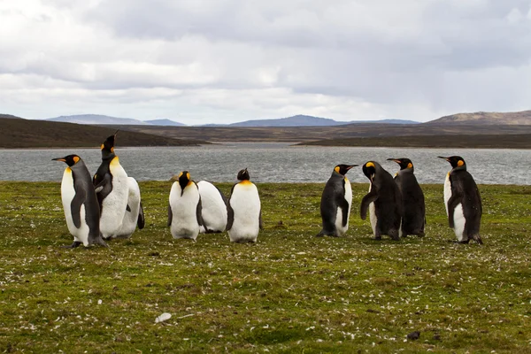 Vista do Rei Pinguins — Fotografia de Stock