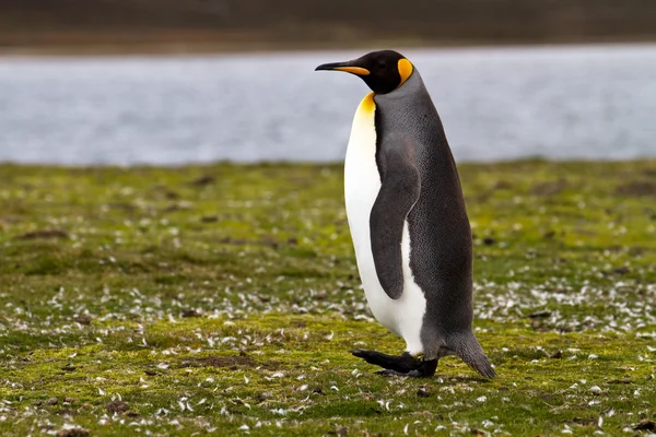 Joven rey pingüino vista — Foto de Stock